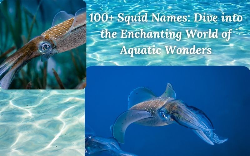 A vibrant illustration of a squid surrounded by aquatic-themed names for pets.