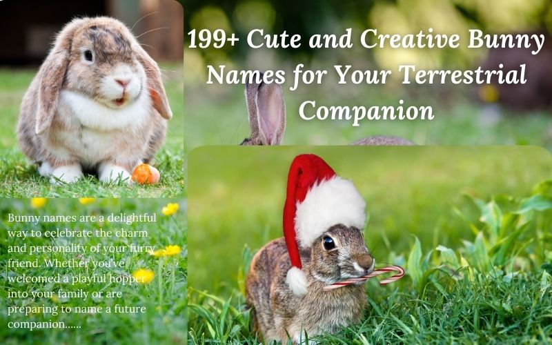 A fluffy bunny sitting on grass, surrounded by nature, representing terrestrial bunny names.