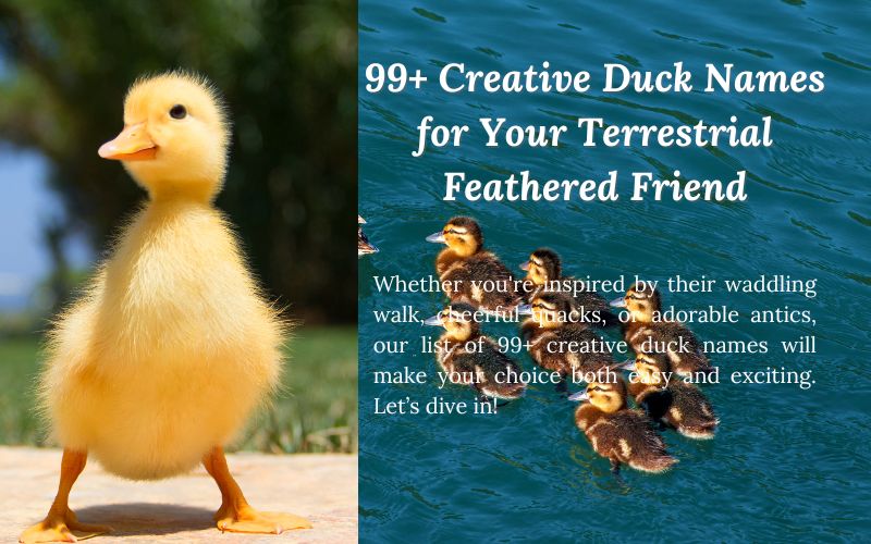 A playful duck waddling in the grass with a caption about duck names and pet names.