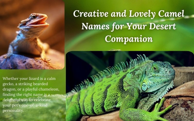 A collection of creative and funny lizard names for terrestrial pets like bearded dragons and geckos.