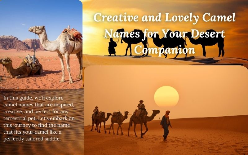 A camel standing majestically in the desert, showcasing its unique personality with a creative name.