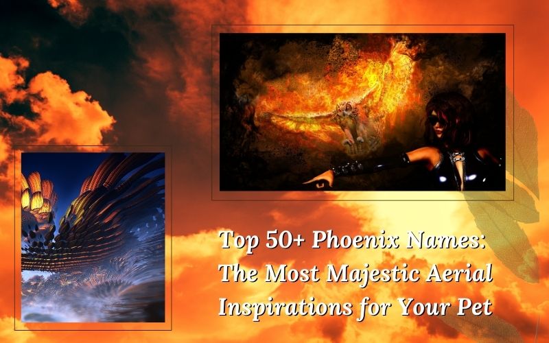 Top 50+ Phoenix Names showcasing majestic options for your pet names.