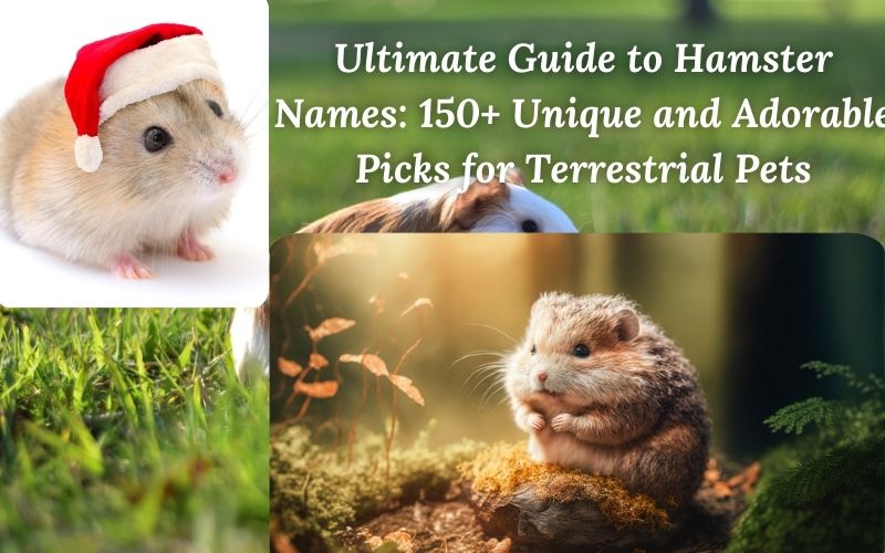 A list of cute, unique, and funny hamster names and pet names for terrestrial pets.