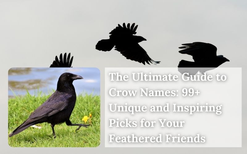 Majestic crow sitting on a branch, representing nature-inspired crow names and pet names.