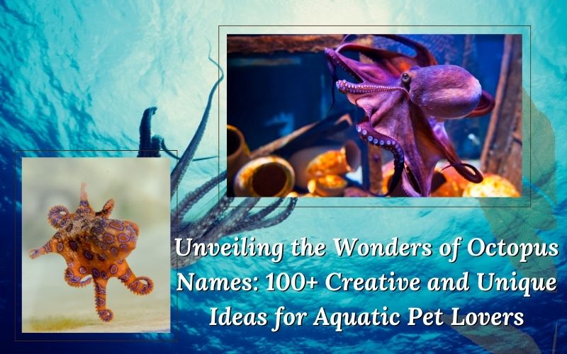 Creative octopus names and pet names for aquatic-themed companions.